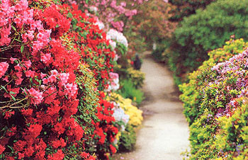 Rhododendron Walk.jpg